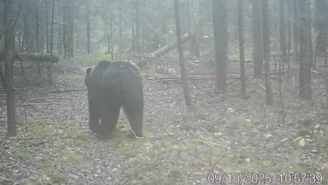 В Вязниковском районе фотоловушка сняла прогулку медведя за рябиной