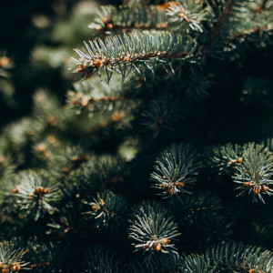 Владимирская область представит елку для новогодней выставки на ВДНХ