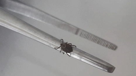 Во Владимирской области клещи укусили почти 3 тыс. человек в 2025 году