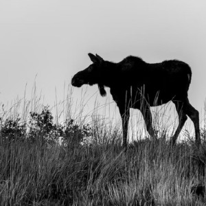 Жительница Владимирской области пошла на преступление в надежде выгородить сына