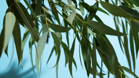 Во Владимире у «Красного креста» посадят ивы