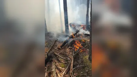 В деревне под Вязниками загорелся лес из-за попавшей в дерево молнии