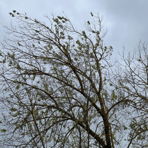 Владимирцев предупредили об усилении ветра до 17 м/с 19 марта