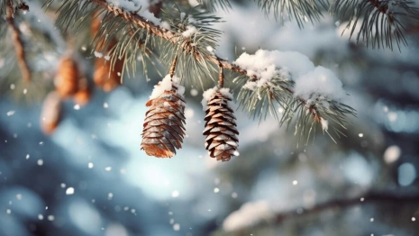 Прогноз погоды на 21 января 2024 года во Владимирской области