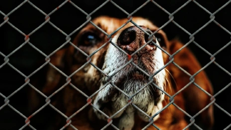 Во Владимире суд по закрытию приюта «Валента» приостановили до 28 апреля