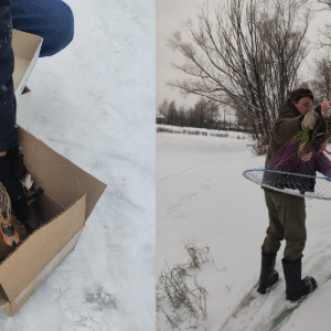 Одну из замерзающих уток на Соловьином пруду удалось спасти

