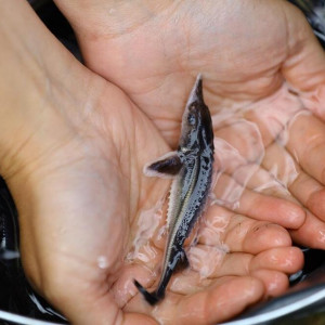 В Муром в Оку выпустили почти 20 тысяч мальков стерляди