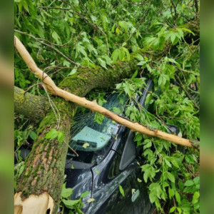 Во Владимире из-за ливня дерево рухнуло на машину