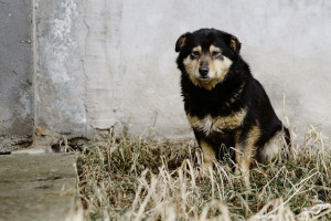 Во Владимирской области обнаружили 2 новых очага бешенства