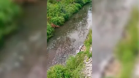 Во Владимире нашли виновника загрязнения реки Рпень 