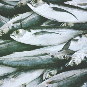 Во Владимирской области в реке массово погибла рыба