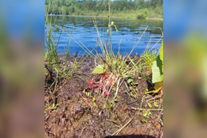 Во Владимирской области зацвели росянки