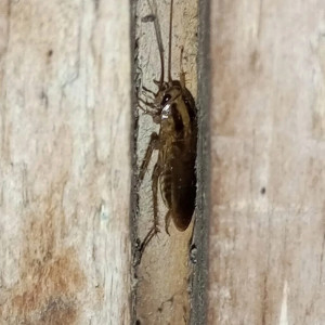 В Юрьев-Польском районе началось нашествие тараканов