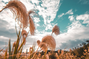 Во Владимирской области высадят экзотическое сельское растение 