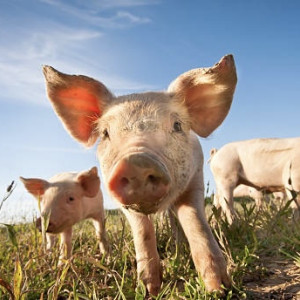 В Гусь-Хрустальном нашли второй очаг африканской чумы свиней