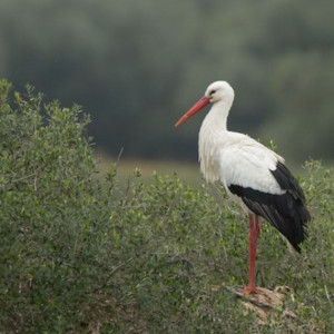 День Марины-Пимены: что можно и чего нельзя делать 20 августа