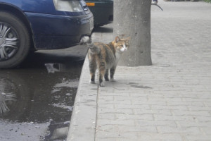 Во Владимире начнут отлавливать бездомных животных