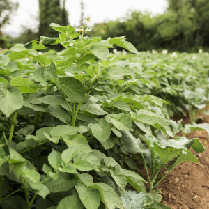 Евдокия Свистунья: что можно и нельзя делать 30 мая