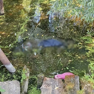 В Суздальском районе нашли труп бабушки в канаве с водой