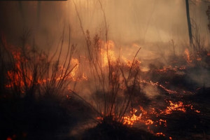 Во всей Владимирской области ввели особый противопожарный режим
