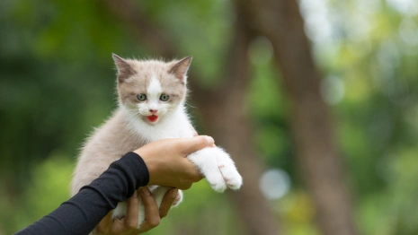 Во Владимире объявили карантин из-за укуса котенка с бешенством