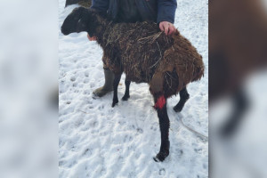 Фермера из Мурома наказали за халатное отношение к овцам