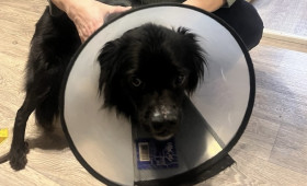 Владимирские волонтеры спасли собаку с разрубленной мордой