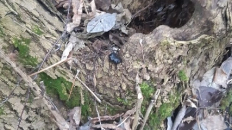 Во Владимире 17-летнего подростка арестовали за закладки с наркотиками