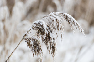 Синоптики во Владимирской области назвали последний день аномальных морозов
