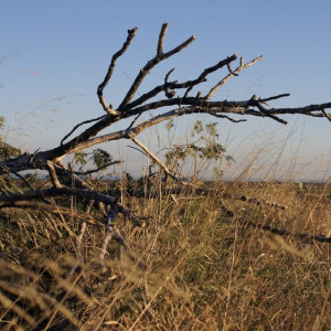 Во Владимире вырубят пораженные ясеневой златкой деревья