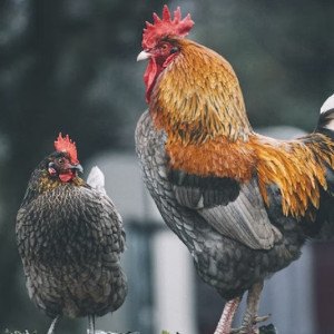 День Иоанна Крестителя: что можно и чего нельзя делать 9 марта