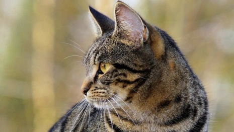 Владимирская «Валента» подала жалобу на решение суда о закрытии приюта