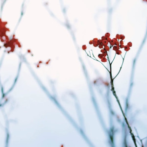 День Федота Ветроноса: что можно и чего нельзя делать 15 марта