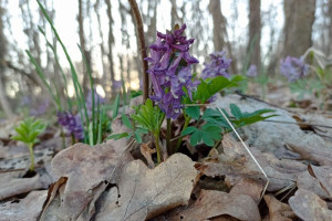 Прогноз погоды во Владимире и области на 12 апреля