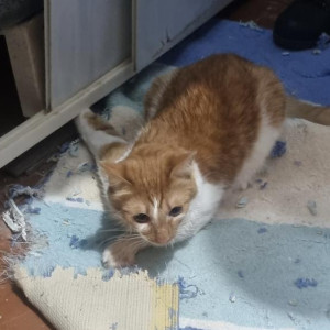 Во Владимире спасли котенка с застрявшей под ванной лапой