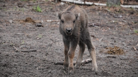 Во Владимирской области при поддержке «Транснефть-Верхняя Волга» возрождают популяцию зубров