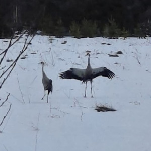 Во Владимирской области заметили краснокнижных журавлей