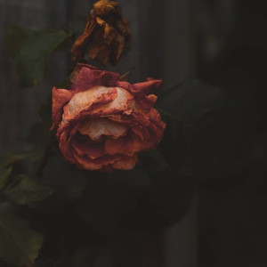 Во Владимире на съемной квартире нашли разложившийся труп