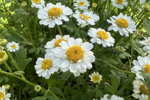 Прогноз погоды во Владимирской области на 16 мая 2025 года