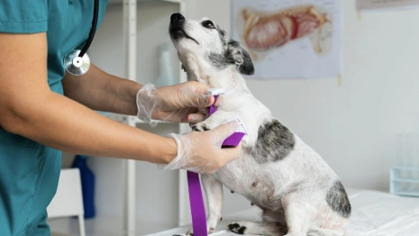 Во Владимирской области при колледжах появятся мини-гостиница и ветклиника