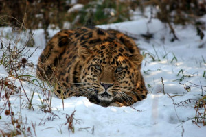 В России профинансировали техобеспечение научных исследований нацпарка «Земля леопарда» 