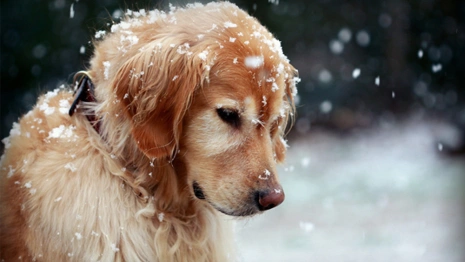 Во Владимирской области на улицу выгнали почти 1,5 тысячи собак