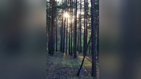 В лесничестве под Петушками жителю отказали в древесине для строительства дома