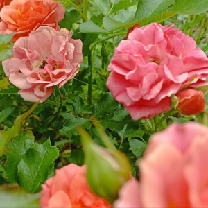 Июль во Владимирской области начнется с 30-градусной жары