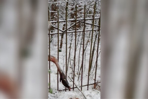 В Киржачском районе снесут забор, за который зацепился и погиб лось