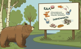 В России запускают проект «Земля медведя»