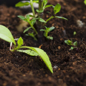 Во Владимирской области ожидаются заморозки на почве