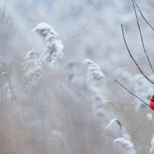 Прогноз погоды во Владимирской области на 15 января