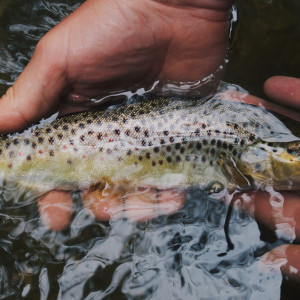 Во Владимирской области рыбаки столкнули полицейского в воду