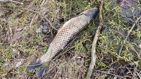 В реке Бакава в Юрьев-Польском районе массово погибла рыба